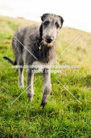 Deerhound standing on field