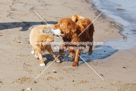 nova scoting duck tolling retriever puppy demanding dummy pray from adult male