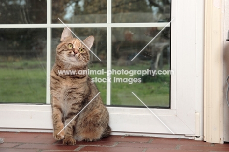 tabby Manx cat at home