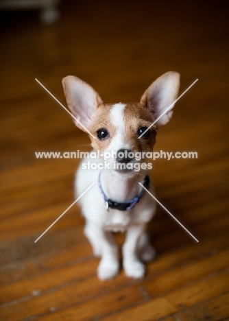 cute Toy Fox Terrier puppy