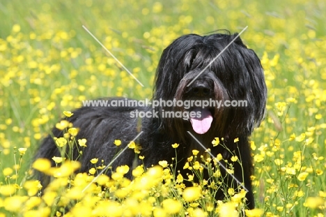 Briard in flowery field