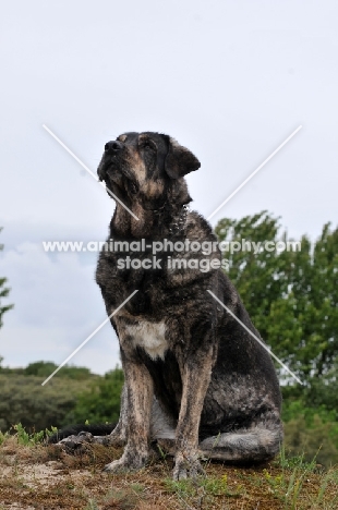 Spanish Mastiff (Mastin Espanol)