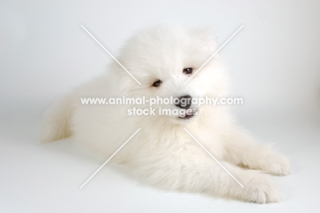 9 week old Samoyed puppy resting on white background