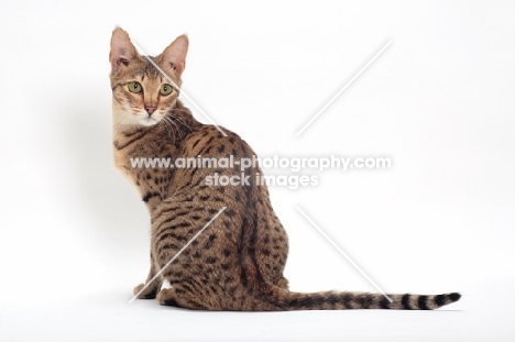 female Savannah cat on white background, back view