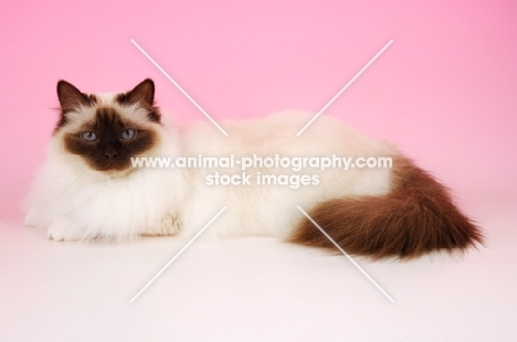 chocolate point birman cat