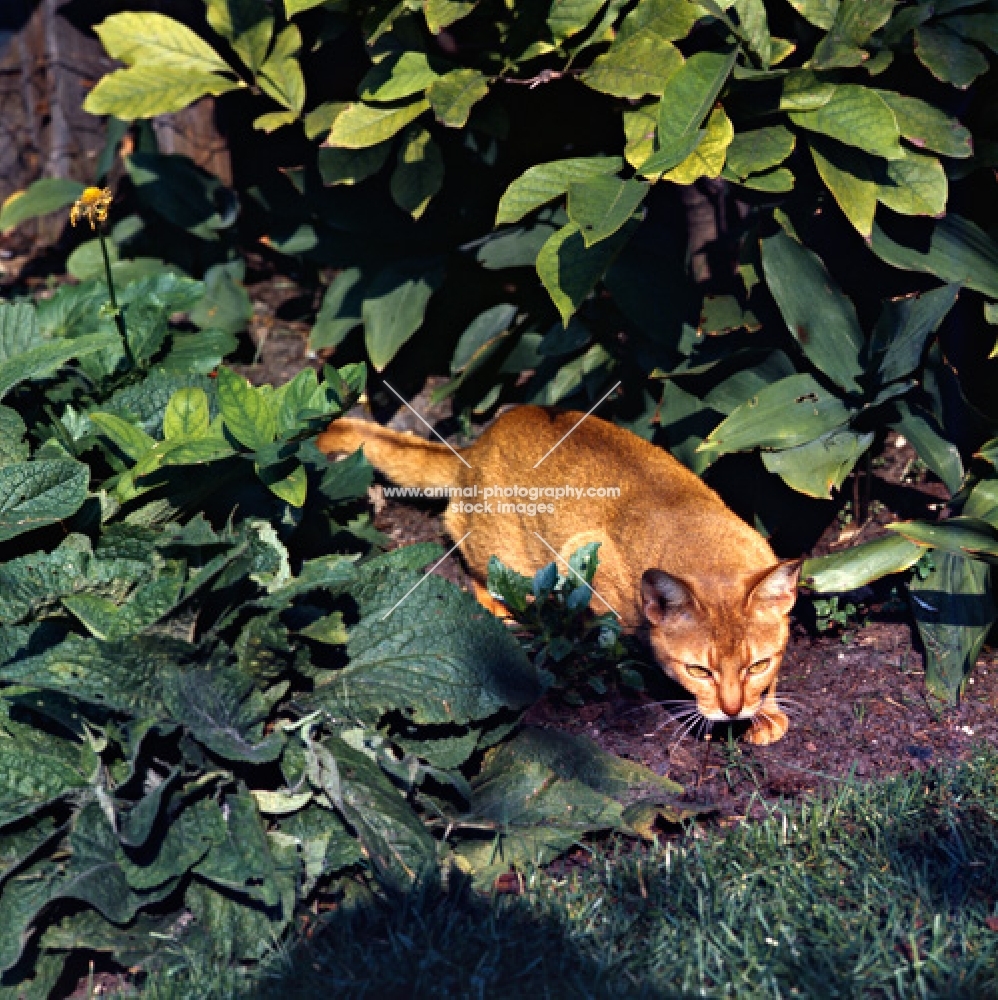 int ch dockaheems caresse, red abyssinian cat prowling