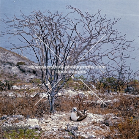 masked booby underneath tree on nest at daphne island crater rim, galapagos islands