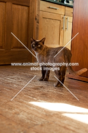 Burmese in kitchen