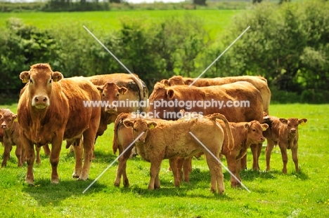 Limousin herd