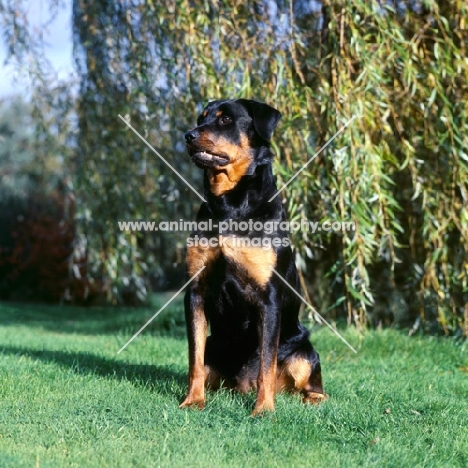 rottweiler sitting near a willow tree