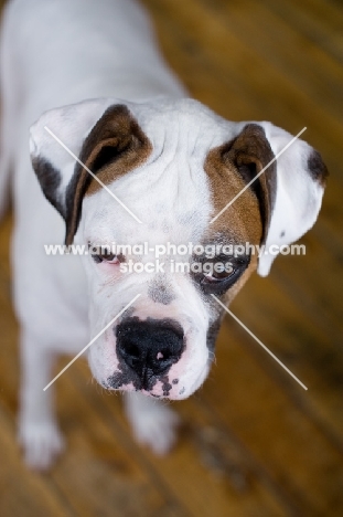 White Boxer standing on hardwood floor, displaying forehead wrinkles.