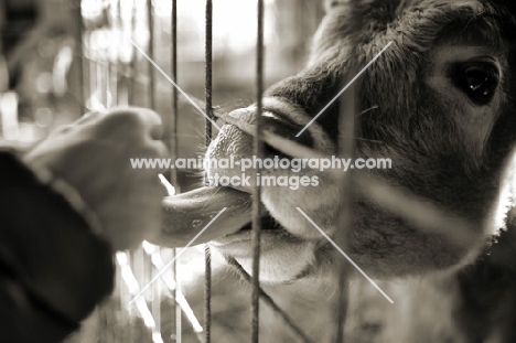 young cow licking woman's hand