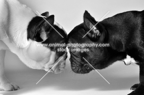 two French Bulldogs with heads together