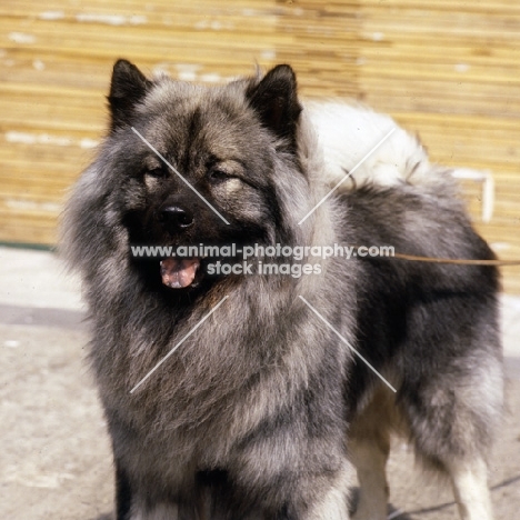 ceres vom eckertschofchen, eurasier head and shoulder shot