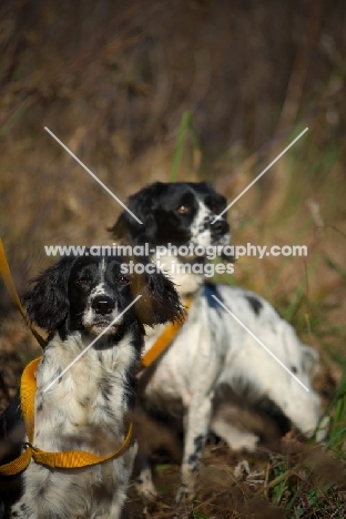two english springer spaniels on a lead, waiting during a hunt