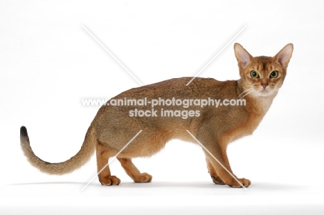 young ruddy female Abyssinian