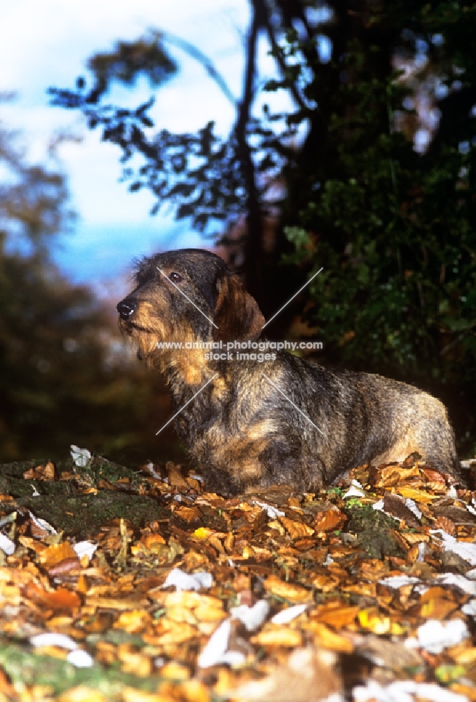 lieblings nobody's fool, wirehaired dachshund