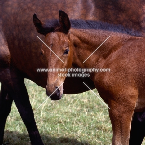Cleveland Bay foal