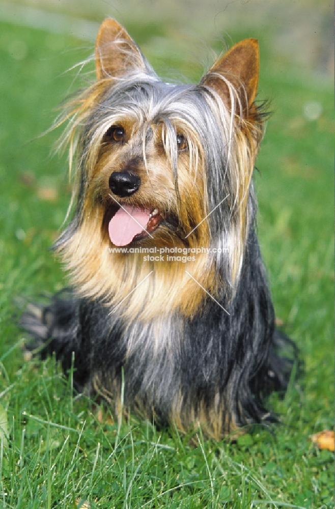 Australian Silky Terrier, front view