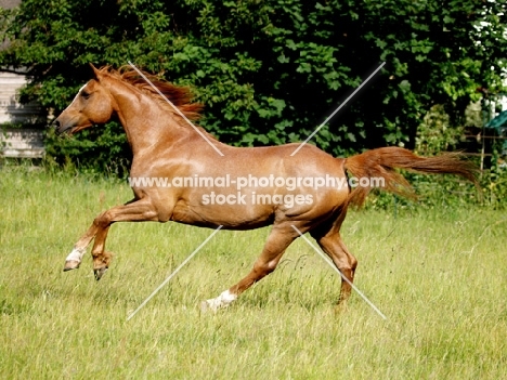 Polish Arab running