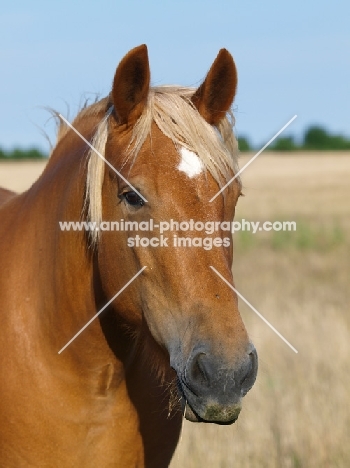 Suffolk Punch portrait