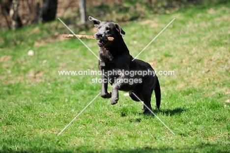 charcoal Labrador with stick