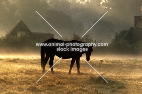 pony at sunrise