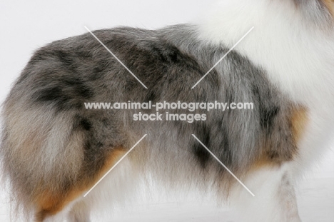 blue merle coloured Shetland Sheepdog