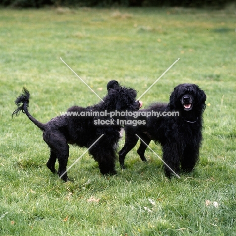two portuguese water dogs playing
