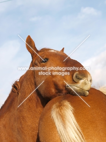 Suffolk Punch resting on another rear