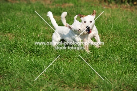 two Parson Russell Terriers playing together