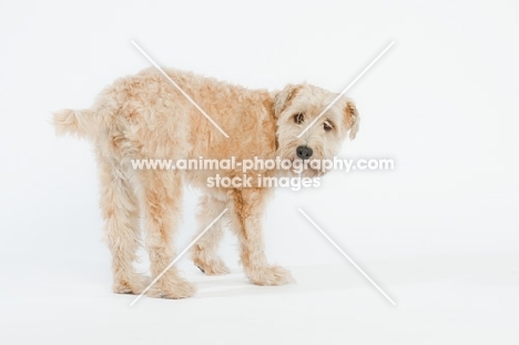 insecure Soft Coated Wheaten Terrier