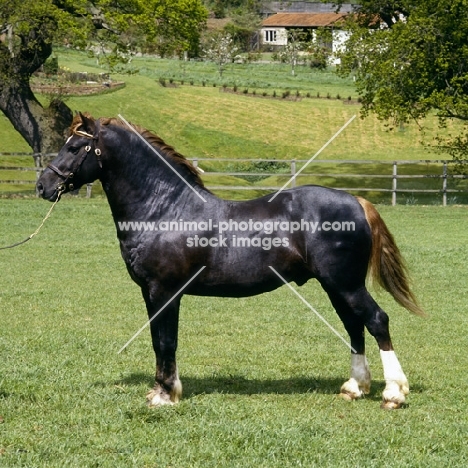 welsh cob (section d) stallion, 