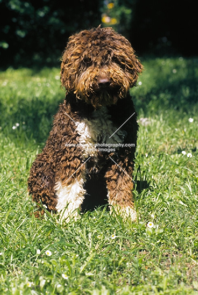 lagotto romagnolo - truffle hunter