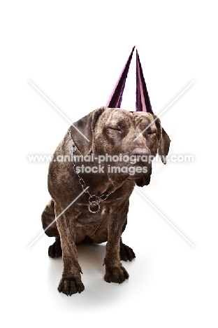 Dogo Canario wearing party hat