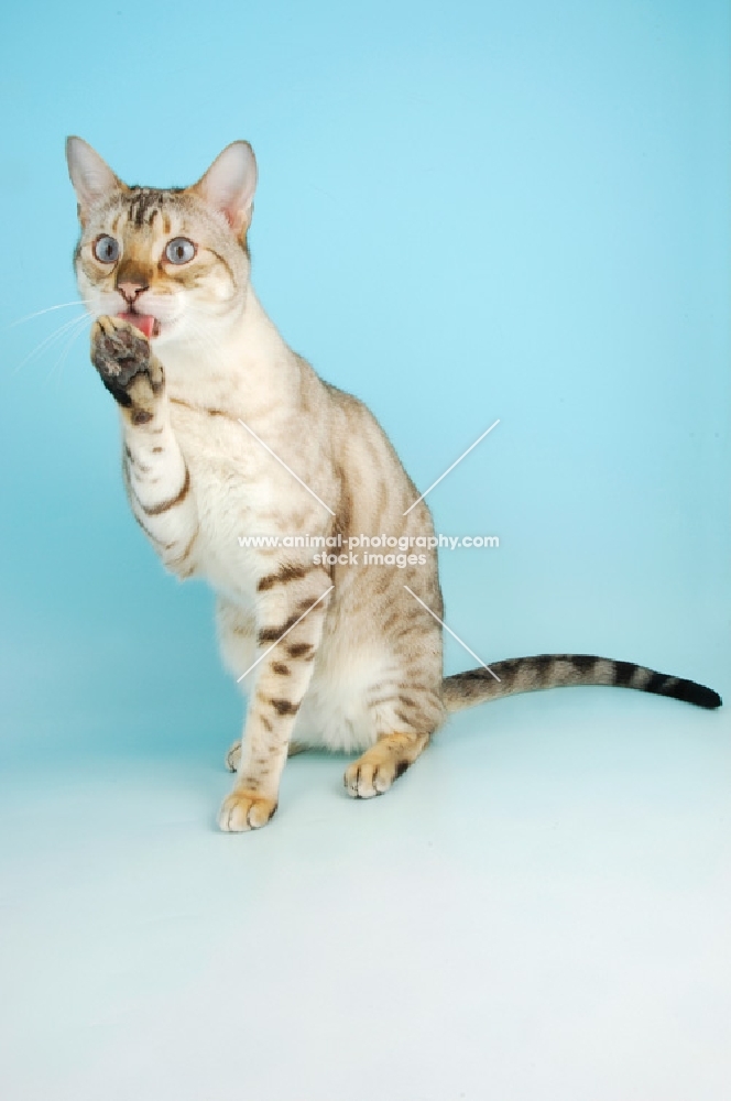 snow spotted bengal cat licking paw