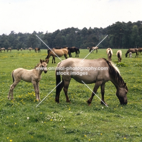 group of Dulmen mares and foals in field
