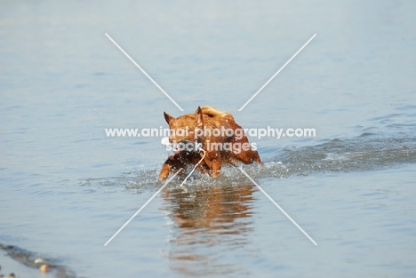 nova scotia duck tolling retriever retrieving toy from water