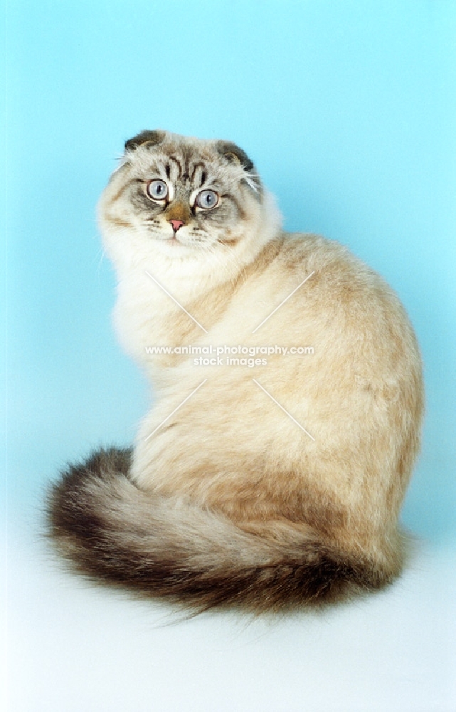 Scottish Fold sitting on blue background