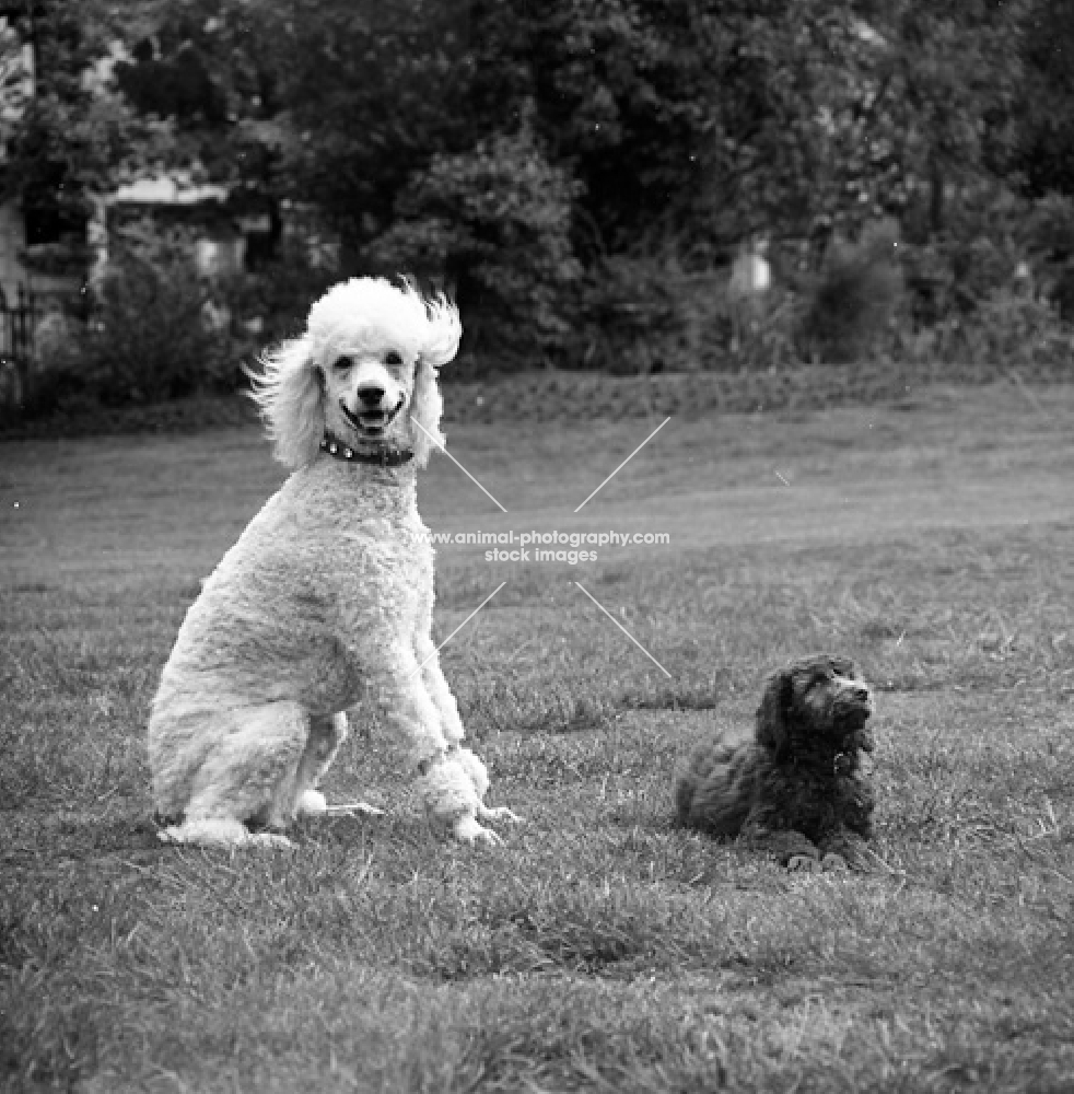 standard poodle in pet clip and cross bred dog