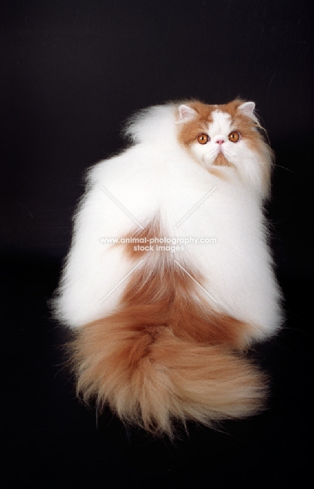 red and white Persian on black background