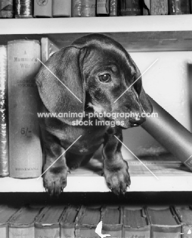 Dyoung dachshund in bookcase