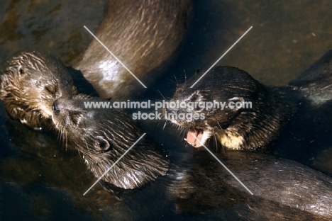 otter looking jealous at two others kissing