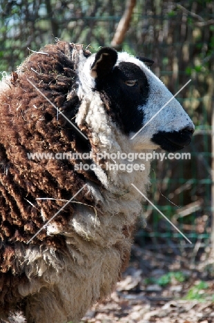 bonte Texel sheep, profile