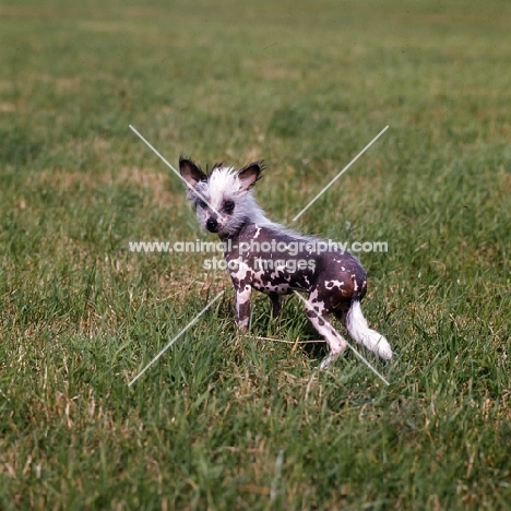 chinese crested standing on grass