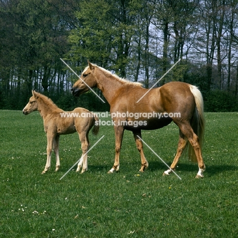 palomino mare and chestnut foal