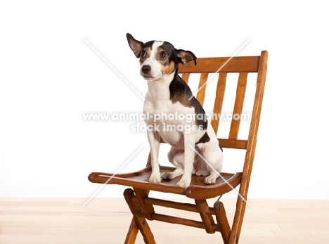 Rat terrier sitting on chair