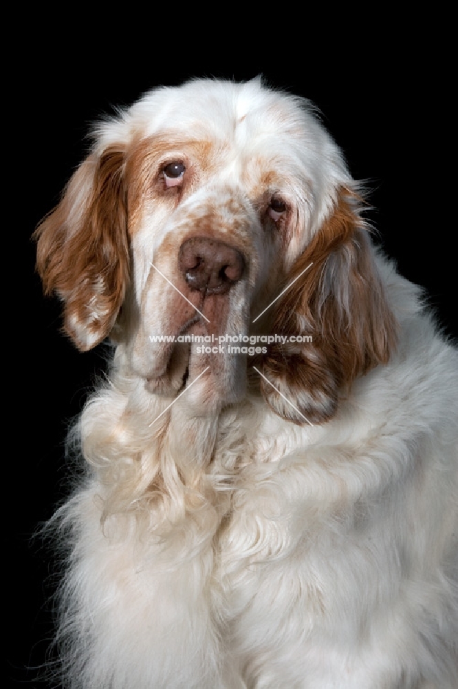 clumber spaniel portrait