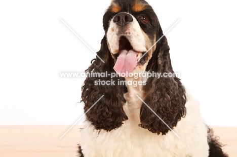 American Cocker Spaniel looking up