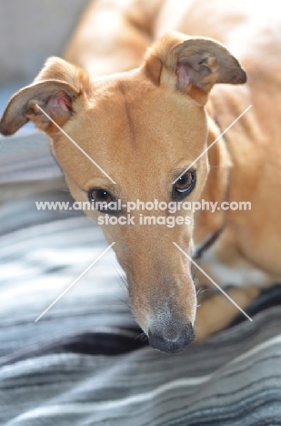 greyhound, ex racer, all photographer's profit from this image go to greyhound charities and rescue organisations